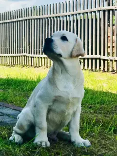 Photo №1. labrador retriever - à vendre en ville de Moscou | 501€ | Annonce №2498