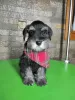 Photo №3. Chiots Schnauzer nain. Serbie