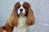 Photo №3. Chiots Cavalier Kings Charles Spaniel. Pologne