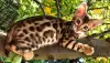 Photos supplémentaires: Chatons Bengal WCF