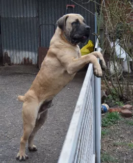 Photo №4. Je vais vendre boerboel en ville de Krasnodar. de la fourrière - prix - 425€