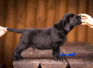 Photos supplémentaires: Kennel FCI, Labrador Chiots