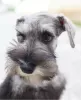 Photo №1. schnauzer miniature - à vendre en ville de Берлинген | 500€ | Annonce №99568