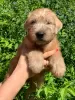 Photo №4. Je vais vendre terrier irlandais à poil doux en ville de Birobidzhan. annonce privée - prix - 493€