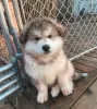 Photo №1. malamute de l'alaska - à vendre en ville de Sydney | négocié | Annonce №131247