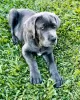 Photo №1. cane corso - à vendre en ville de Sofia | 320€ | Annonce №78621