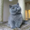 Photo №1. british shorthair - à vendre en ville de Munich | 100€ | Annonce № 100450