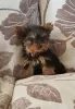 Photo №2 de l'annonce № 11141 de la vente yorkshire terrier - acheter à Slovaquie annonce privée