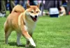 Photos supplémentaires: Chiots Shiba Inu à vendre