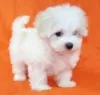 Photo №1. bichon maltais - à vendre en ville de Jena | 350€ | Annonce №103853