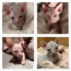 Photo №1. sphynx - à vendre en ville de Sacramento | Gratuit | Annonce № 114176