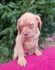 Photo №4. Je vais vendre dogue de bordeaux en ville de Vilnius. annonce privée - prix - 350€