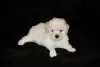 Photos supplémentaires: Chiots bichon frisé à vendre