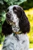 Photos supplémentaires: Chiots Épagneul Springer Anglais