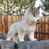 Photo №1. husky de sibérie - à vendre en ville de Киль | 400€ | Annonce №130771