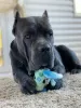 Photo №3. tricot. Cane corso mâle en Biélorussie. Annonce № 45602