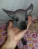 Photos supplémentaires: Chiot Xoloitzcuintle