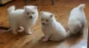 Photo №3. chiots spitz japonais. Lituanie