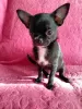 Photo №1. chihuahua - à vendre en ville de Minsk | négocié | Annonce №90468