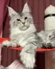 Photo №1. maine coon - à vendre en ville de Штутгарт | 500€ | Annonce № 98342