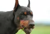 Photo №4. Je vais vendre dobermann en ville de Omsk. annonce privée, éleveur - prix - 4538€