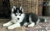 Photo №1. husky de sibérie - à vendre en ville de The Settlement | négocié | Annonce №52224