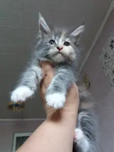 Photo №1. maine coon - à vendre en ville de Blagoveshchensk | Négocié | Annonce № 3061