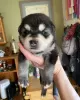 Photo №1. alaskan klee kai - à vendre en ville de Пекин | négocié | Annonce №83990