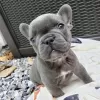 Photo №1. bouledogue - à vendre en ville de Франкфурт-на-Майне | négocié | Annonce №94886