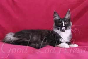 Photo №1. maine coon - à vendre en ville de Lodeynoye Pole | négocié | Annonce № 6497