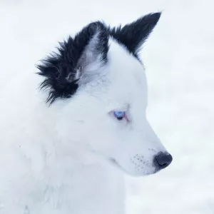 Photos supplémentaires: Chiot husky Yakut