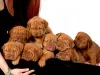 Photo №2 de l'annonce № 127490 de la vente dogue de bordeaux - acheter à Allemagne annonce privée