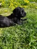 Photos supplémentaires: Les chiots Black Russian Terrier sont proposés par le plus ancien chenil de