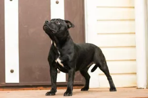 Photo №4. Je vais vendre staffordshire bull terrier en ville de Yoshkar-Ola. annonce privée - prix - Négocié