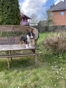 Photo №2 de l'annonce № 6552 de la vente bull terrier - acheter à Fédération de Russie de la fourrière, éleveur