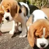 Photo №3. chiots beagle regardant. Allemagne