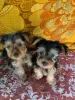 Photo №1. yorkshire terrier - à vendre en ville de Hannover | 3€ | Annonce №74203