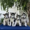 Photo №1. malamute de l'alaska - à vendre en ville de Parkano | Gratuit | Annonce №128376