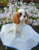 Photo №1. cavalier king charles spaniel - à vendre en ville de Omsk | 1478€ | Annonce №64614