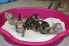 Photos supplémentaires: Chatons Bengal de race pure à adopter maintenant