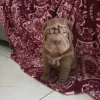 Photo №2 de l'annonce № 57263 de la vente shar pei - acheter à Israël annonce privée