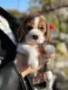 Photos supplémentaires: Chiots Beagle à vendre.