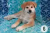 Photos supplémentaires: Chiots Akita inu. Akita japonais