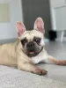 Photo №1. bouledogue - à vendre en ville de Harish | 3500€ | Annonce №36209