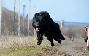 Photos supplémentaires: Chiots berger allemand, fille et garçon, avec documents, stigmatisation, vidéo,