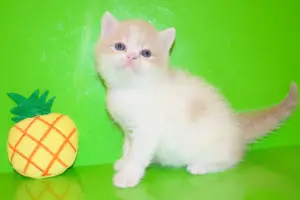 Photo №1. exotic shorthair - à vendre en ville de Kharkov | 181€ | Annonce № 1061