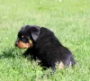 Photo №2 de l'annonce № 51860 de la vente rottweiler - acheter à Biélorussie de la fourrière