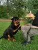 Photos supplémentaires: Les chiots Rottweiler veulent rencontrer leurs nouveaux propriétaires