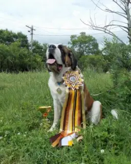 Photo №3. St Bernard Longhair et Shorthair. Fédération de Russie