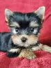 Photo №1. yorkshire terrier - à vendre en ville de Kauniainen | 331€ | Annonce №71154